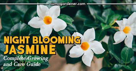 night blooming jasmine plant care.